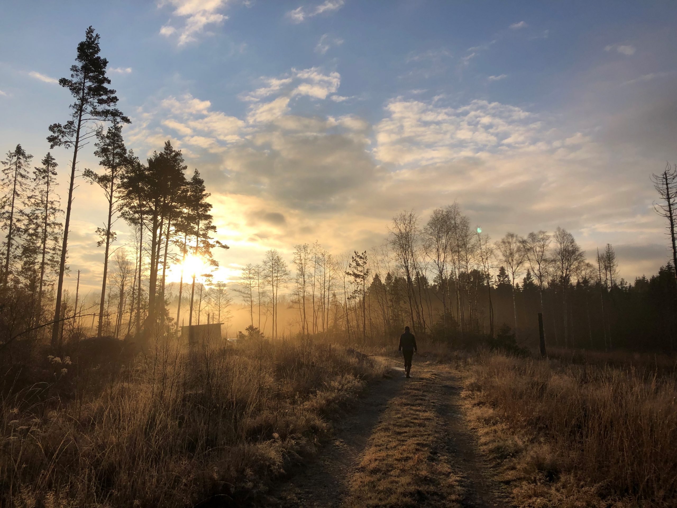 Skog i höstskrud